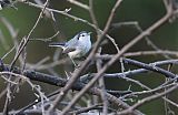 Tropical Gnatcatcher